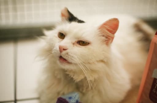 Fluffy white and tabby cat at Yorkshire Cat Rescue