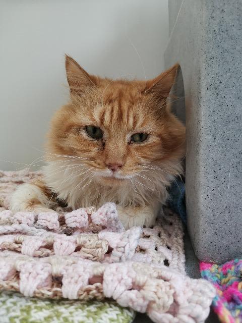 Ginger cat at Yorkshire Cat Rescue