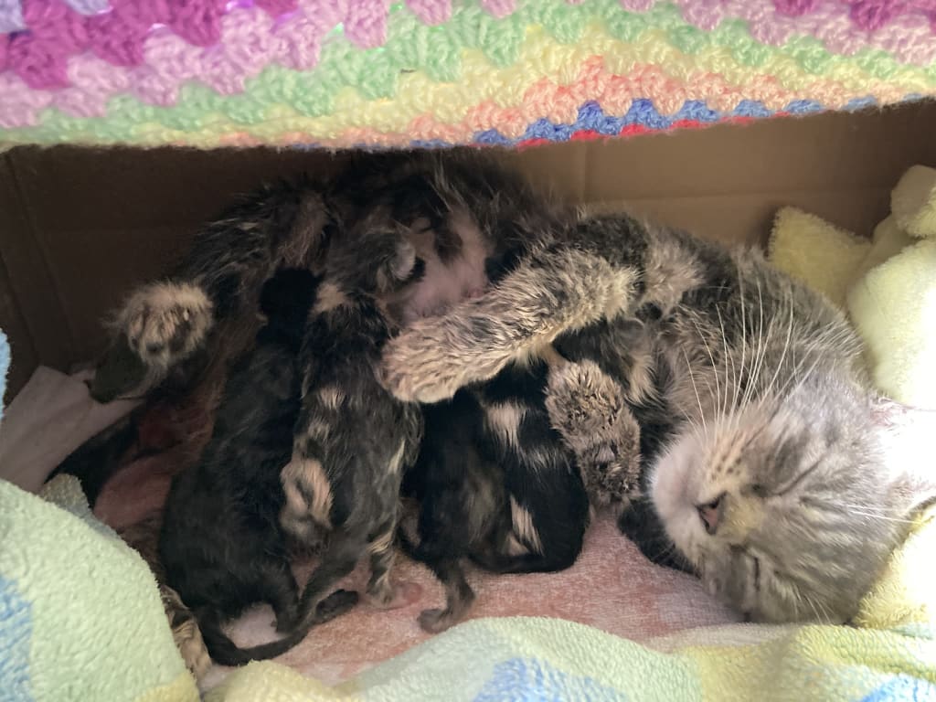 A tabby cat asleep after giving birth at Yorkshire Cat Rescue