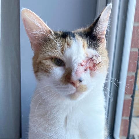 Cat after eye operation at Yorkshire Cat Rescue
