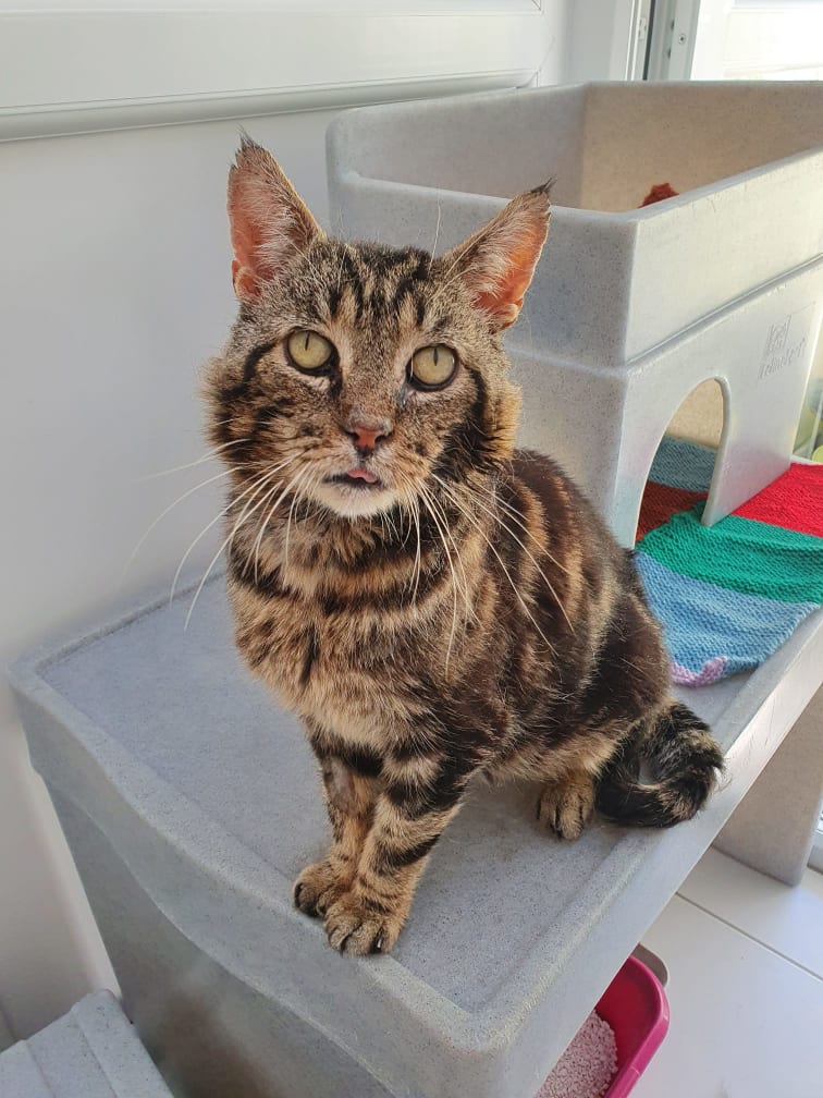 Tabby cat at Yorkshire Cat Rescue