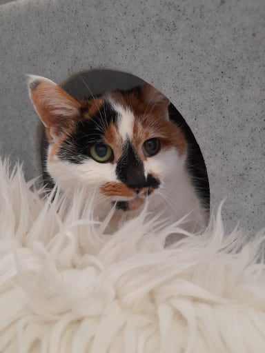 Fospice cat at Yorkshire Cat Rescue