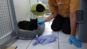Cat Accommodation Volunteer